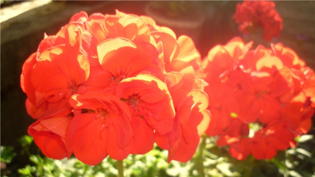 Pelargonija zonale